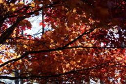 「さよなら逆光」で補正前の写真(紅葉)