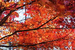 「さよなら逆光」で補正後の写真(紅葉)