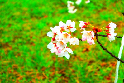「白点調整」した写真