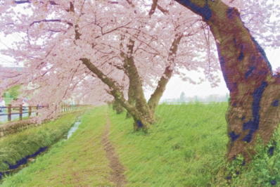桜のイラスト2