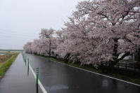 桜のイラスト3の写真